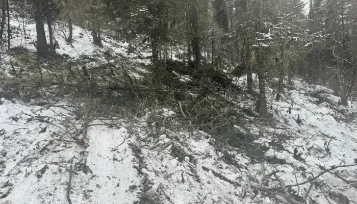 С начала года в Республике Алтай провели около тысячи патрулирований лесов