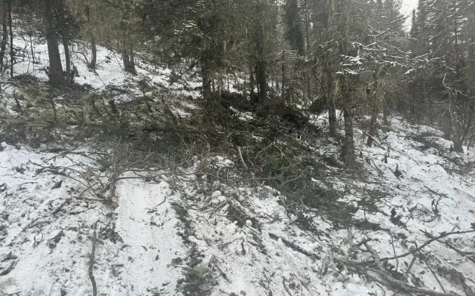 С начала года в Республике Алтай провели около тысячи патрулирований лесов