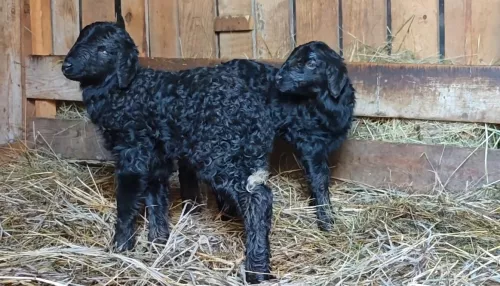 Два очаровательных черных ягненка родились в барнаульском зоопарке