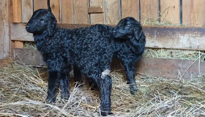 Два очаровательных черных ягненка родились в барнаульском зоопарке