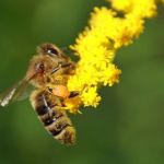 Россельхознадзор назвал причину массовой гибели пчел