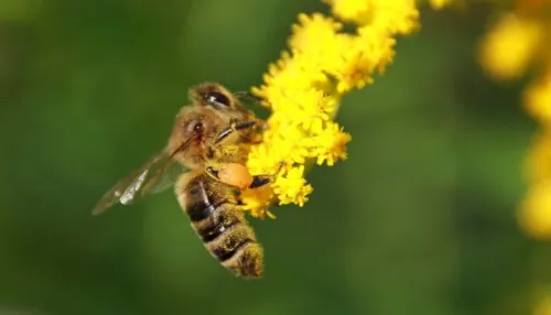 Пчелы против яда. Почему в крае снова массово гибнут пчелосемьи и виновны ли фермеры