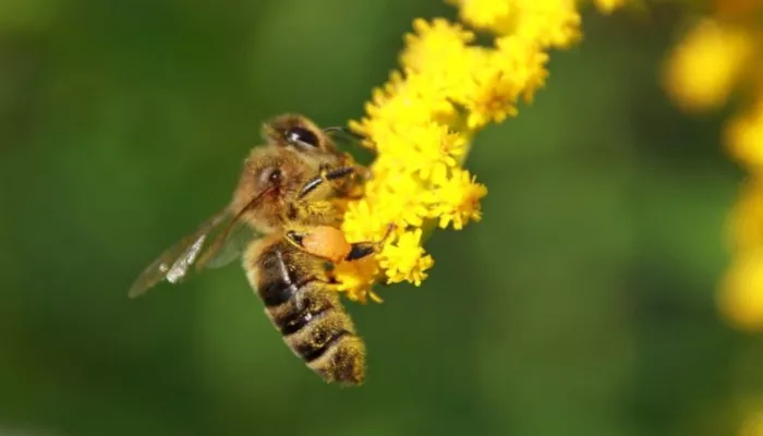 Что строго запрещено делать на Зосиму Пчельника. Народные приметы 2 июля