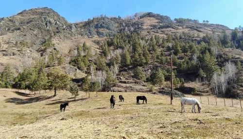 В Республике Алтай появилась штрафстоянка для бродячего скота