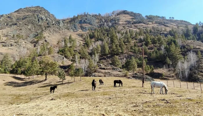 В Республике Алтай появилась штрафстоянка для бродячего скота
