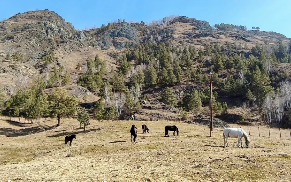 В Республике Алтай появилась штрафстоянка для бродячего скота