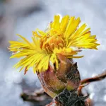 На берегах Телецкого озера зацвели первые весенние цветы