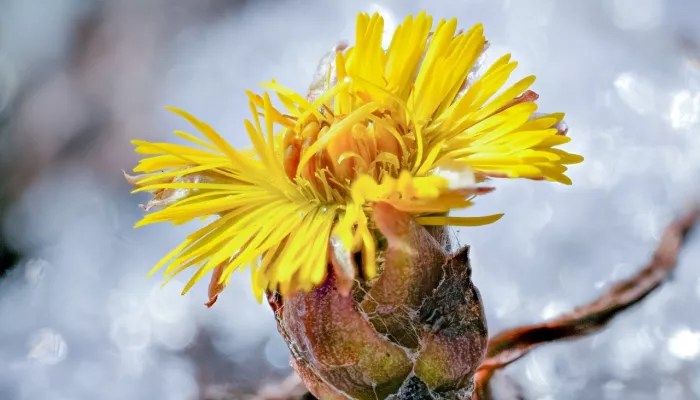 На берегах Телецкого озера зацвели первые весенние цветы
