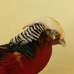 В барнаульском зоопарке поселился пернатый красавец родом из Китая. Фото