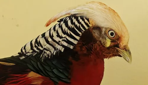 В барнаульском зоопарке поселился пернатый красавец родом из Китая. Фото