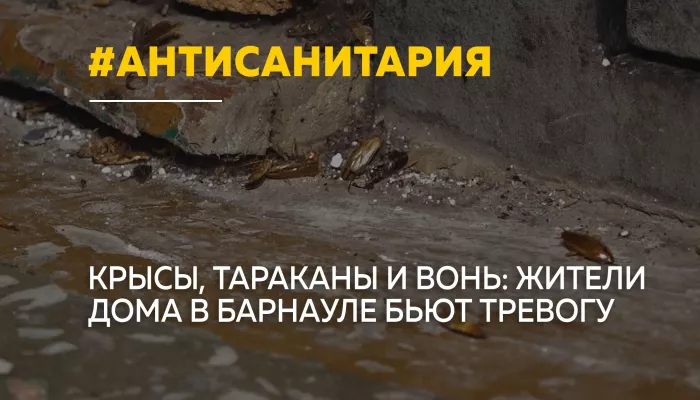 Крысы, тараканы и фекалии годами терроризируют жителей барнаульской многоэтажки