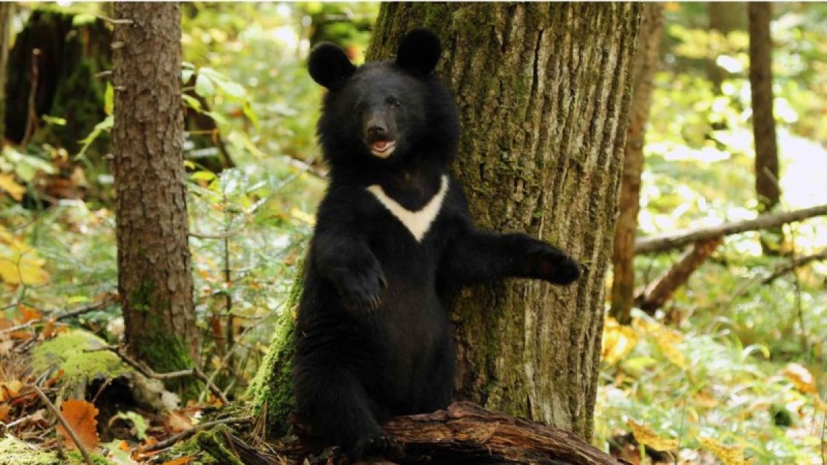 Медвежонок упал с дерева на человека в Приморье