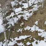 В Алтайском заповеднике показали первые весенние пастбища копытных