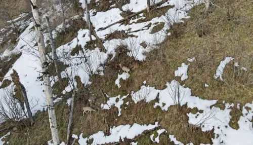 В Алтайском заповеднике показали первые весенние пастбища копытных