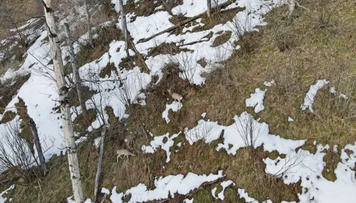 В Алтайском заповеднике показали первые весенние пастбища копытных