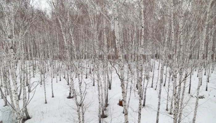 Роща зовет. Барнаульцев приглашают выбрать эко-френдли квартиру на Солнечной Поляне