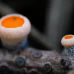 Первые грибы после зимы заметили на заповедном берегу Телецкого озера. Фото