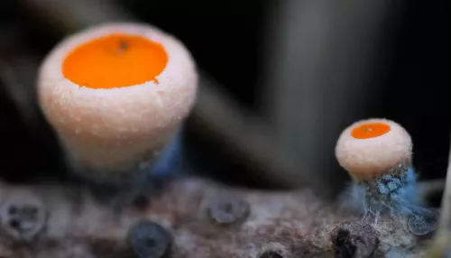 Первые грибы после зимы заметили на заповедном берегу Телецкого озера. Фото