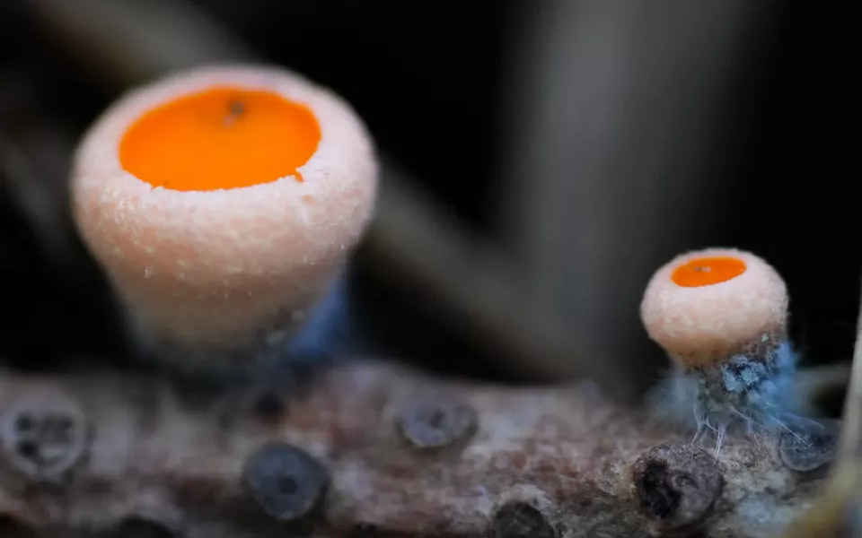 Первые грибы после зимы заметили на заповедном берегу Телецкого озера. Фото