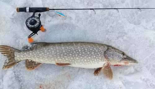 Рыбы хватает: рыбаки Алтайского края показали последние уловы марта