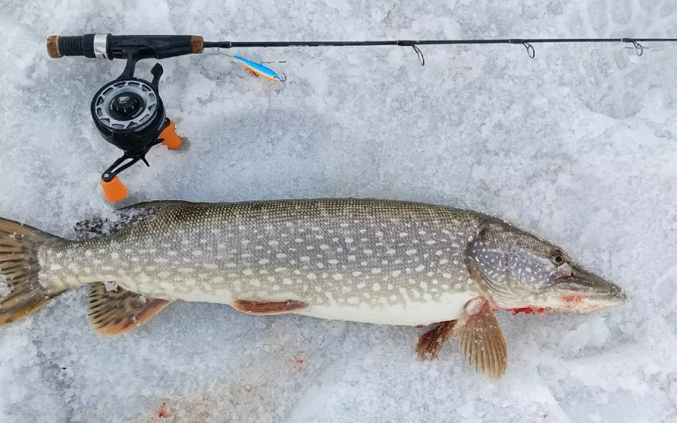 Рыбы хватает: рыбаки Алтайского края показали последние уловы марта