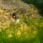 В Алтайском заповеднике показали таинственный подводный мир Телецкого озера