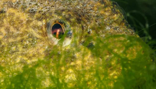 В Алтайском заповеднике показали таинственный подводный мир Телецкого озера