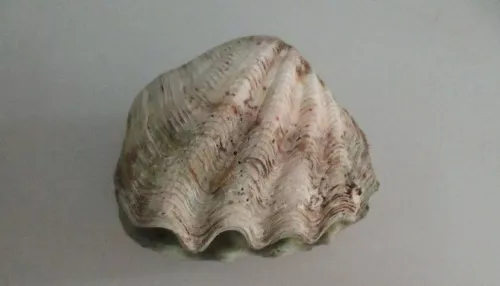 Редкую ракушку обнаружили алтайские таможенники в багаже туриста. Ему грозит штраф