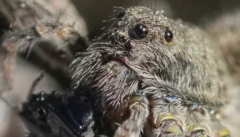 Весенние охотники: на заповедных берегах Телецкого озера появились пауки-волки. Фото