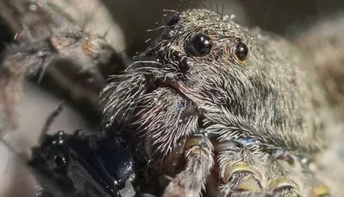 Весенние охотники: на заповедных берегах Телецкого озера появились пауки-волки. Фото