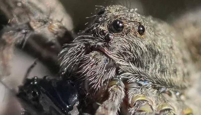 Весенние охотники: на заповедных берегах Телецкого озера появились пауки-волки. Фото