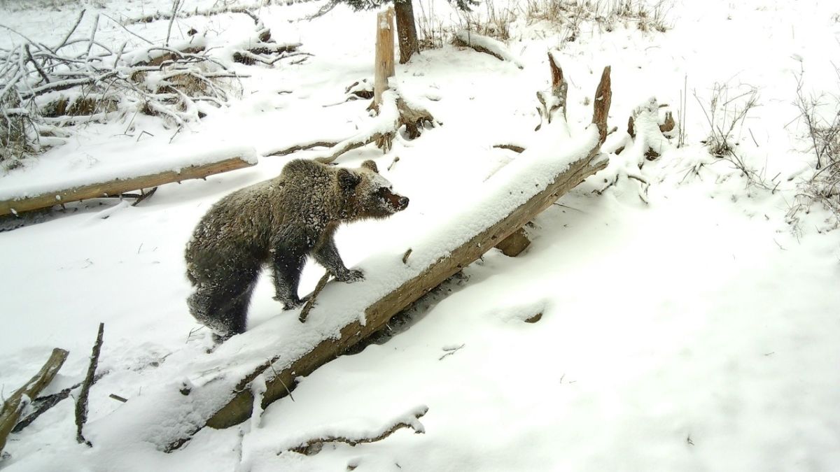 Медведь в Алтайском заповеднике