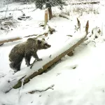 В Алтайском заповеднике массово выходят из спячки медведи