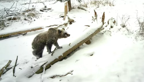В Алтайском заповеднике массово выходят из спячки медведи
