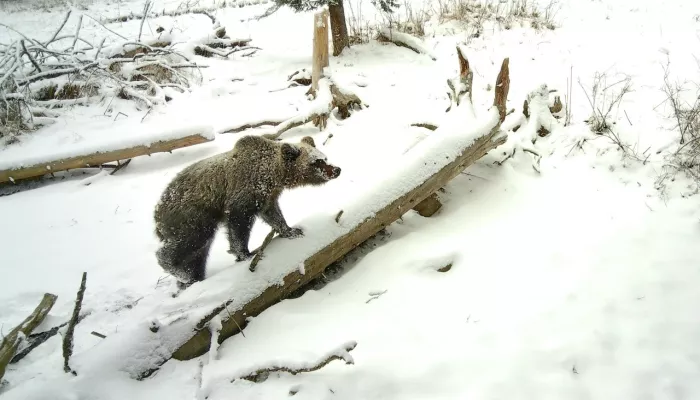 В Алтайском заповеднике массово выходят из спячки медведи