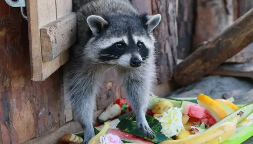 Веселый Барнаул и не только: большая подборка смешных фотографий к 1 апреля