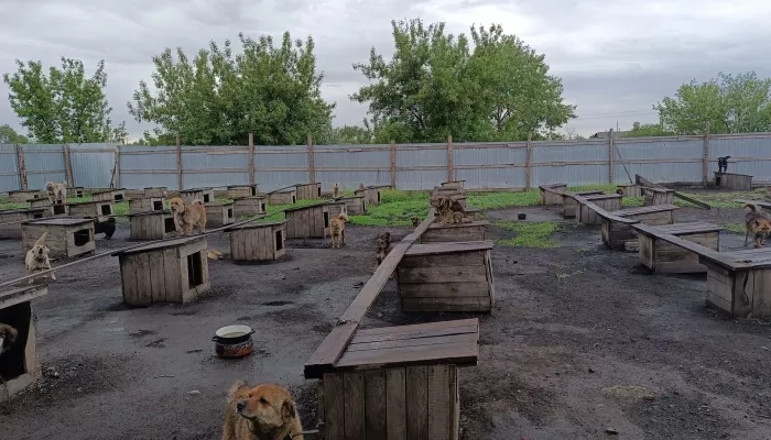 В Алтайском крае бизнесмен и два ветеринара наживались на бездомных животных