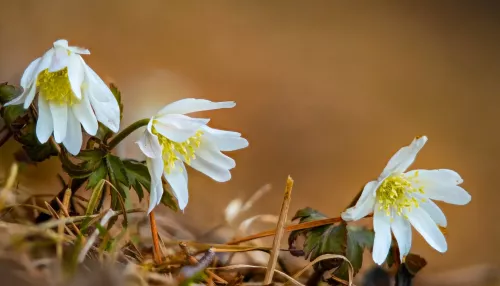 В Алтайском заповеднике зацвела ветреница алтайская. Фото