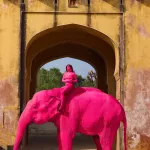 Слон умер после розовой фотосессии, устроенной россиянкой в Индии. Фото