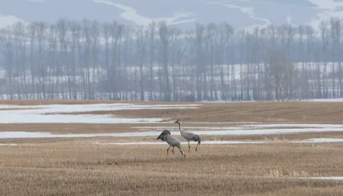 Вестники весны. В Алтайский край прилетели журавли