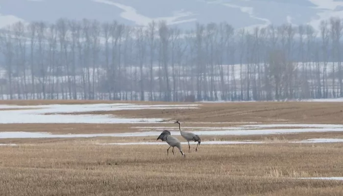 Вестники весны. В Алтайский край прилетели журавли