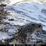 Молодого ирбиса с куцым хвостом сняла фотоловушка в Сайлюгемском нацпарке. Видео