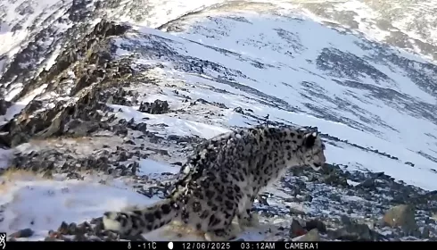 Молодого ирбиса с куцым хвостом сняла фотоловушка в Сайлюгемском нацпарке. Видео