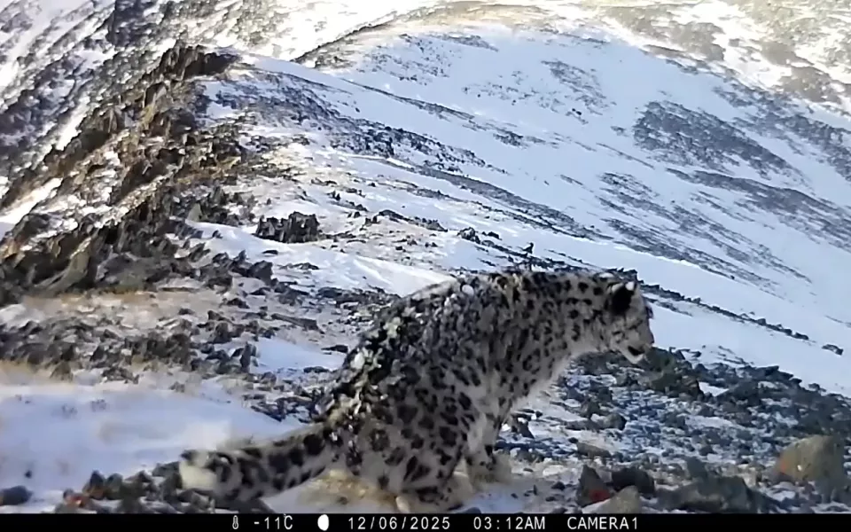 Молодого ирбиса с куцым хвостом сняла фотоловушка в Сайлюгемском нацпарке. Видео