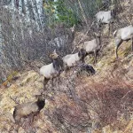 На юго-восточном побережье Телецкого озера посчитали копытных. Фото