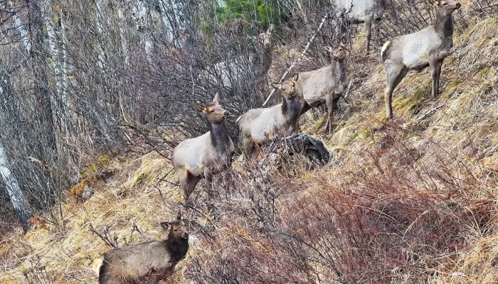 На юго-восточном побережье Телецкого озера посчитали копытных. Фото