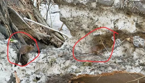 Крысы размером с кошку: бийчане жалуются на заполонивших улицы огромных грызунов