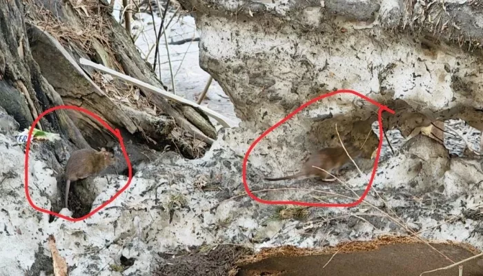 Крысы размером с кошку: бийчане жалуются на заполонивших улицы огромных грызунов