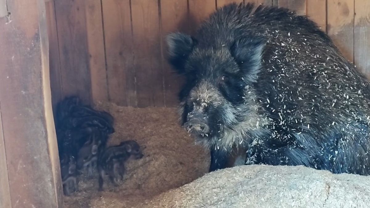 Семейство кабанов