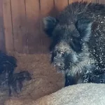 Полосатая радость: в барнаульском зоопарке родились милые кабанята